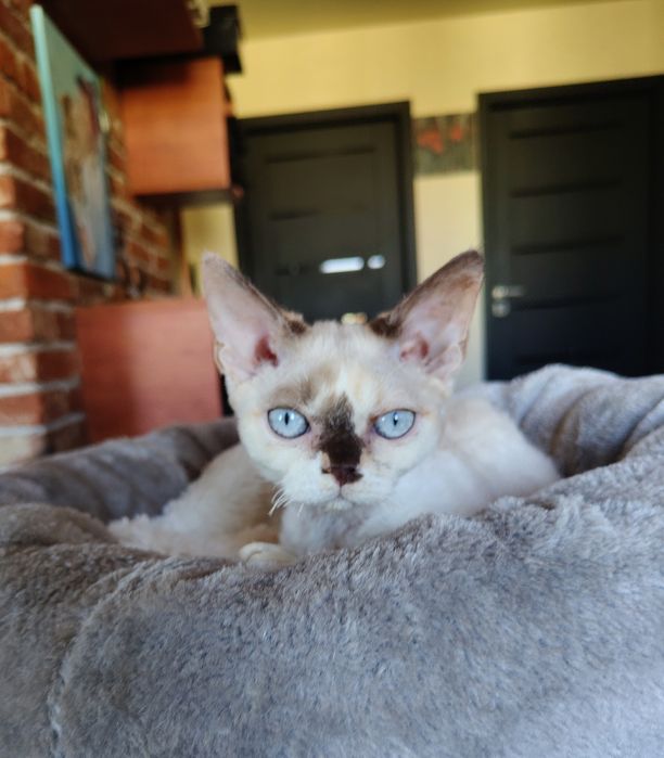 Devon rex dziewczynka