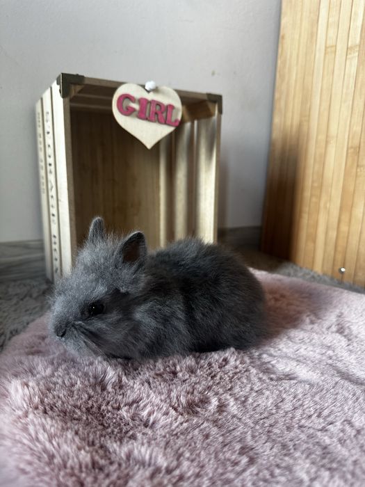Piękne Karzełki Teddy Długowłose Miniaturki