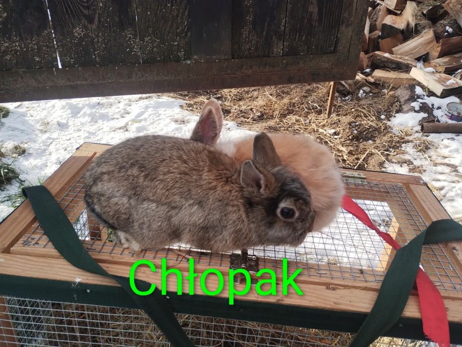 Króliczki miniaturki chłopcy