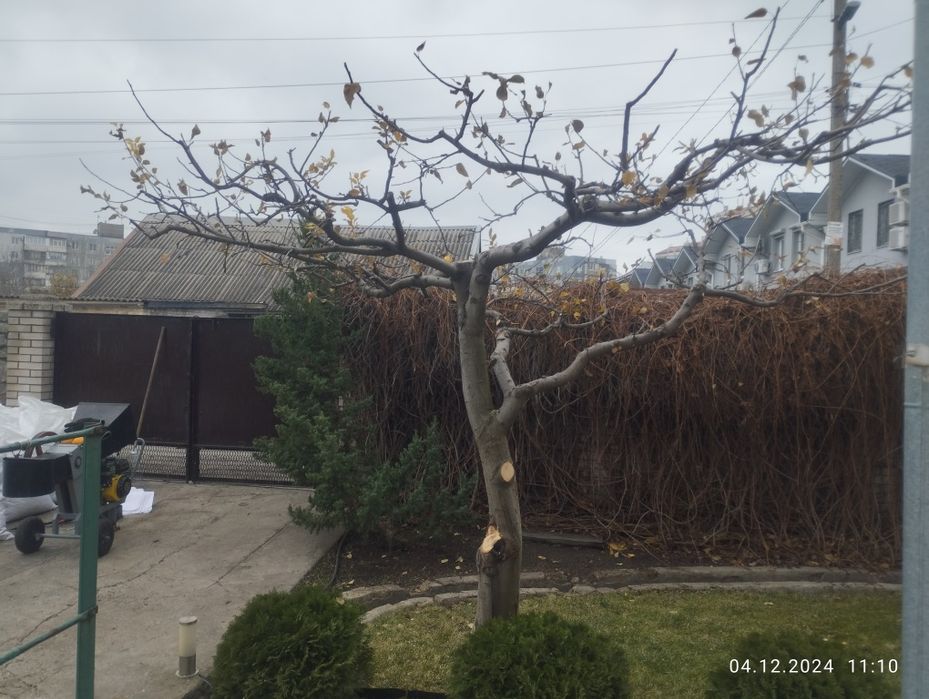 Обрізка дерев. Покіс трави, бурьяну. Стрижка газону. Стрижка кустів