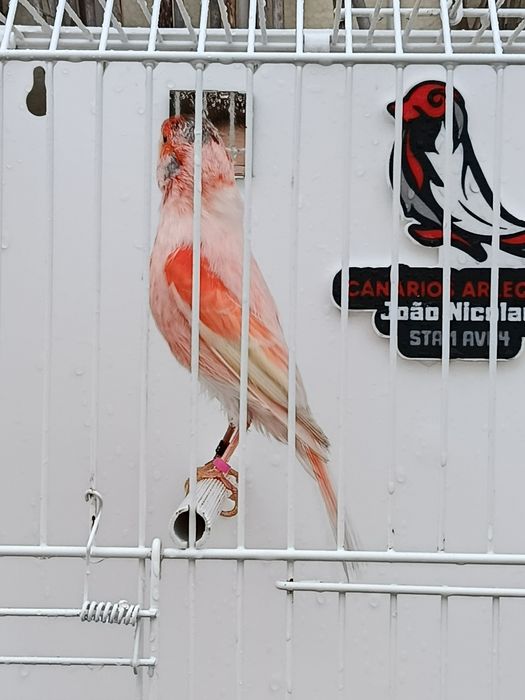 Último Arlequim português lipo