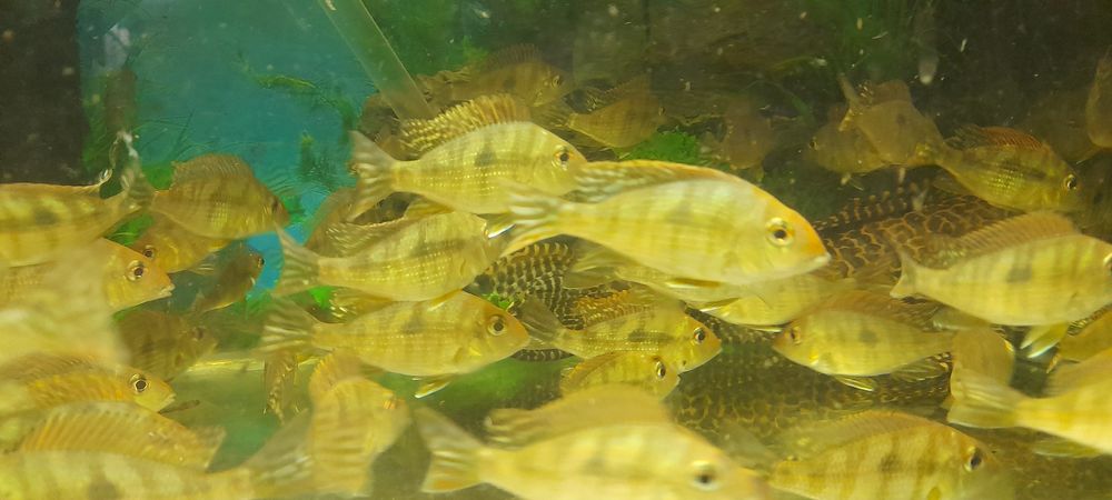 Ziemiojad Red head Tapajos. 8-9m. Wysyłka 10+1 gratis
