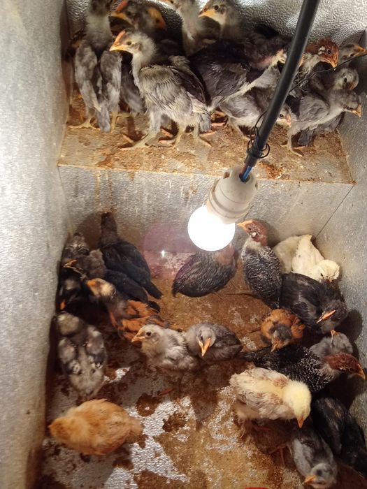 Ovos de cara de palhaço e pintos de várias raças e idades