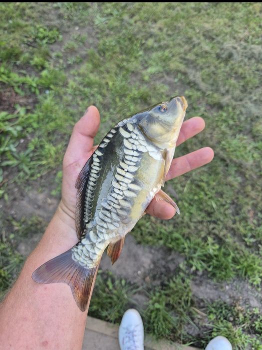 Kroczek Karpia Dworzysko