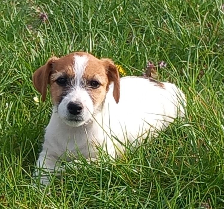 Jack Russell Terrier- suczka ZKwP FCI