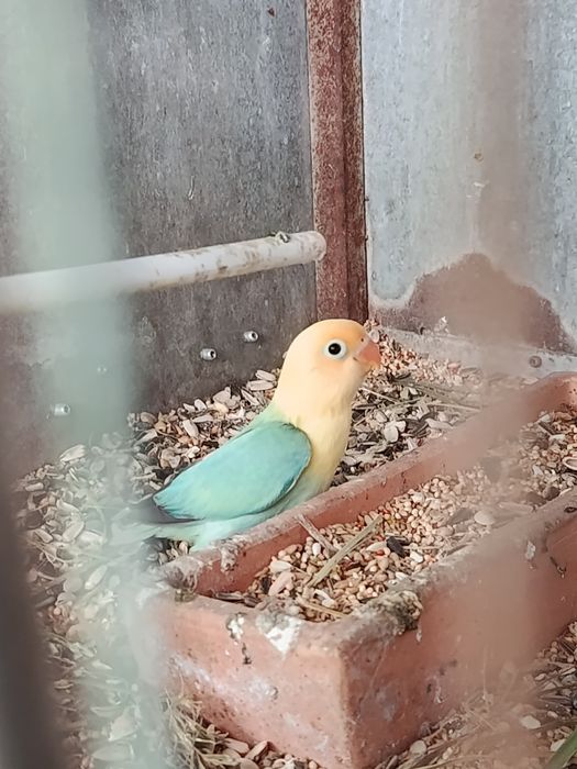 Fishers muito bonitos