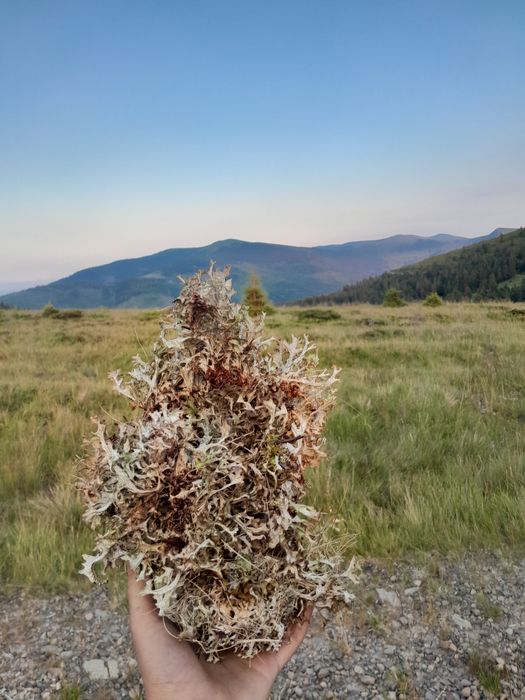 Ісландський мох з карпат