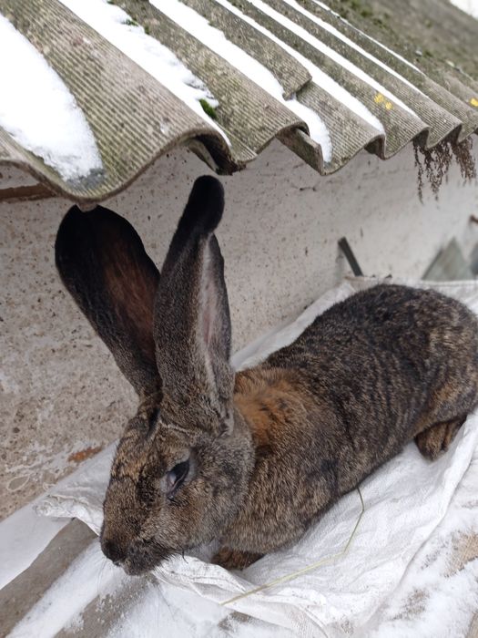 Кролі кролиці кролі