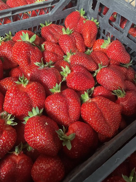 Продам саджанці полуниці