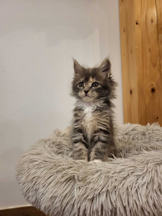 Holy Kotka Maine Coon