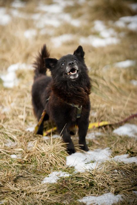 Loco - prawdziwy wulkan energii, młody pies do adopcji!