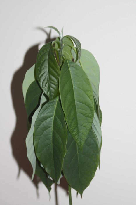 Drzewko awokado 2,5-letnie 60 cm.