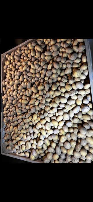 Melody kalibraż 30/50mm