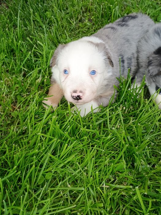Border collie Blue Merle Tri Color,  czekoladowy, niebieskie oczy