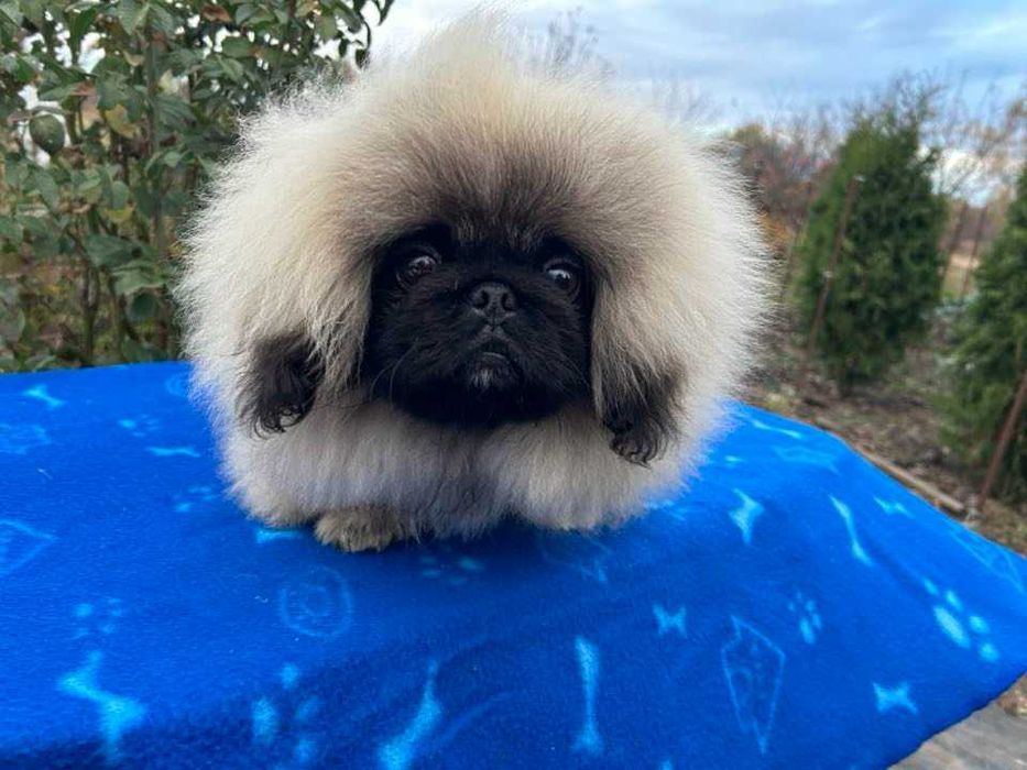 Пекінес Нова водолага