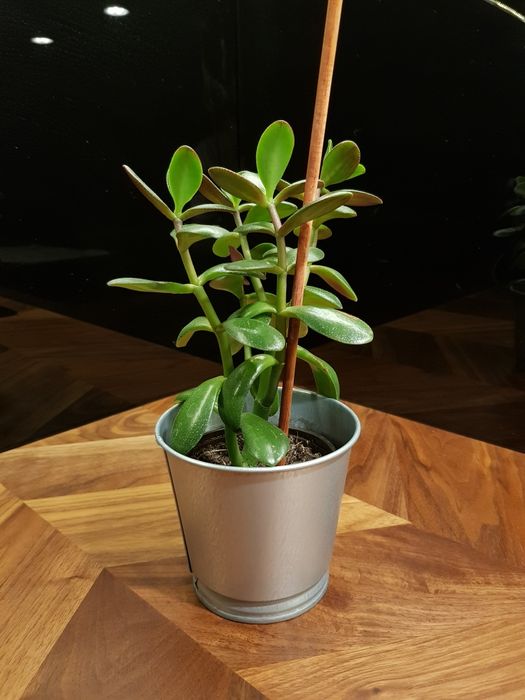 Grubosz crassula drzewko szczescia