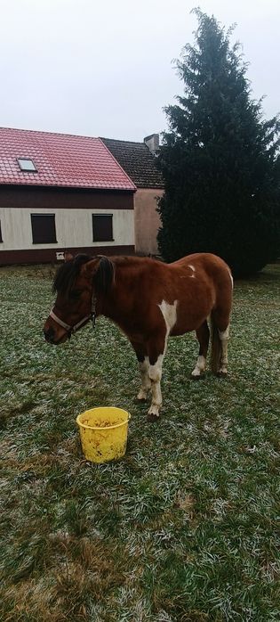 Ogier  huculski 3 letni