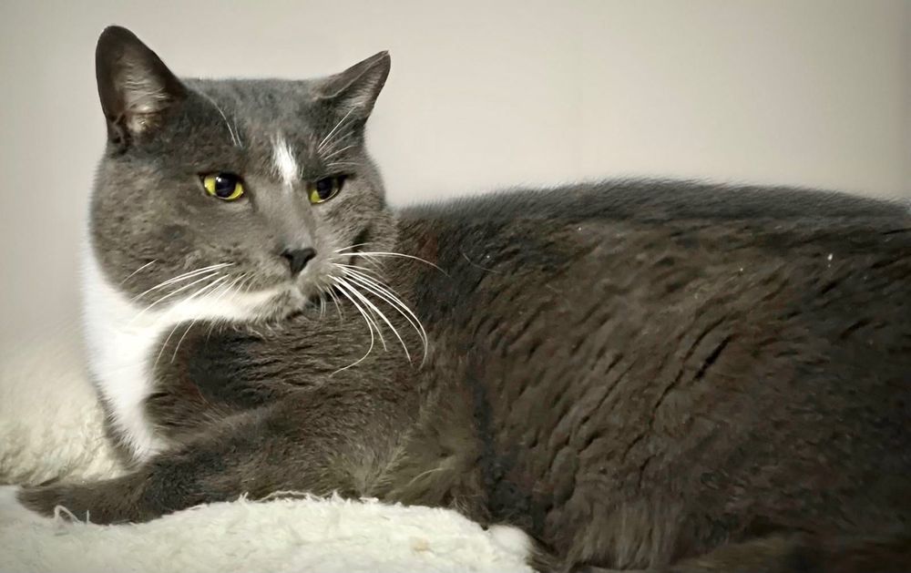 Плюшевий котик Одін чекає на свою родину!