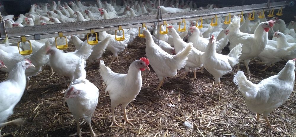 Kury Nioski Leghorn 24 tygodnie! Wysyłka