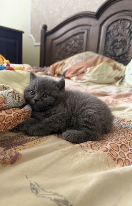 Продаються кошинята