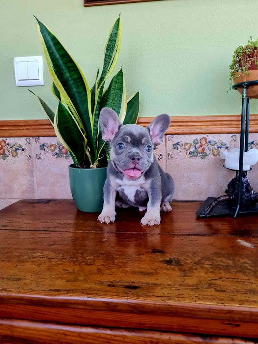 Excelente menino Bulldog/Bouledogue Francês de Qualidade
