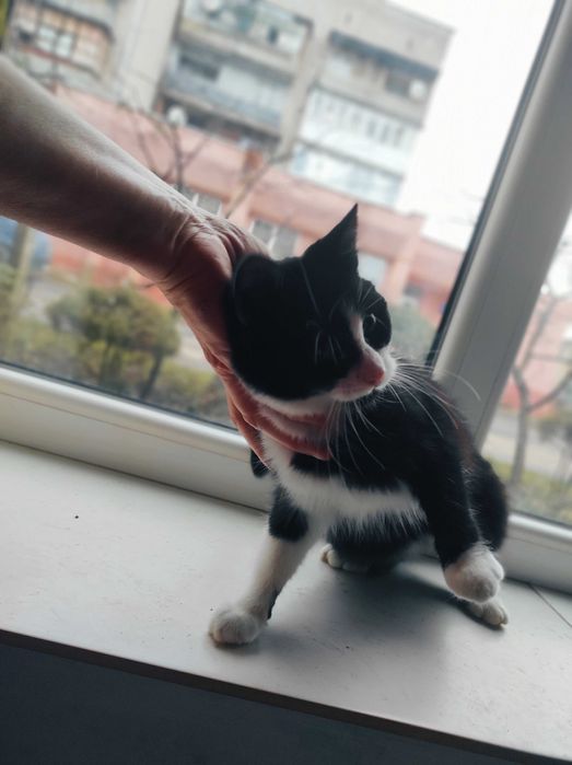 Віддаємо кошшеня кішечку в хороші руки