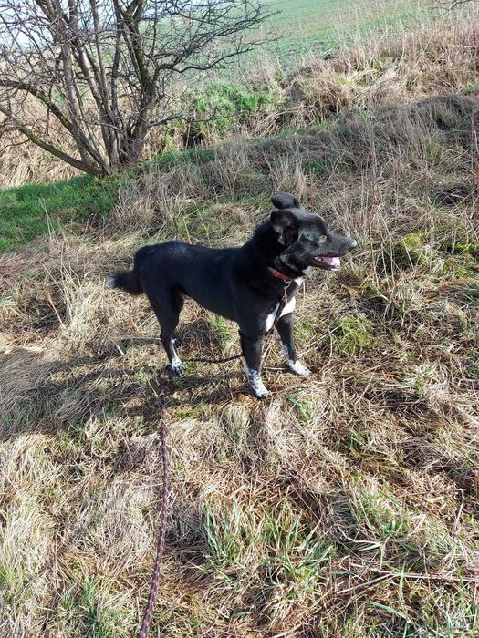 Misiek - ok. 5 letni pies, wymaga cierpliwego i kochającego domu.