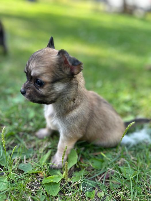 Piękna długowłosa sunia chihuahua. Juz do odbioru