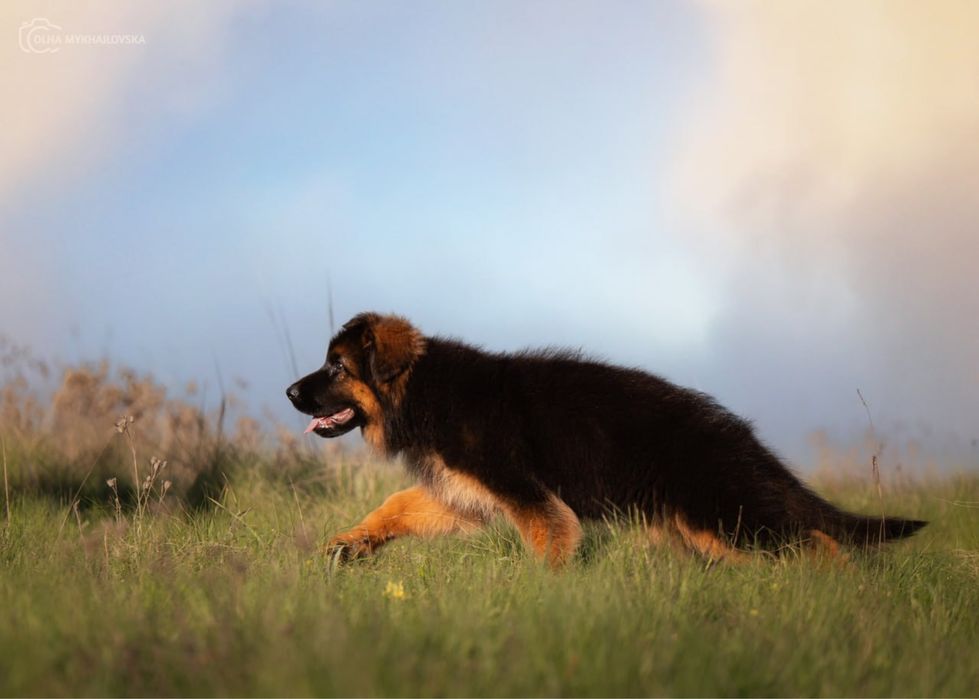 Німецька вівчарка д/ш