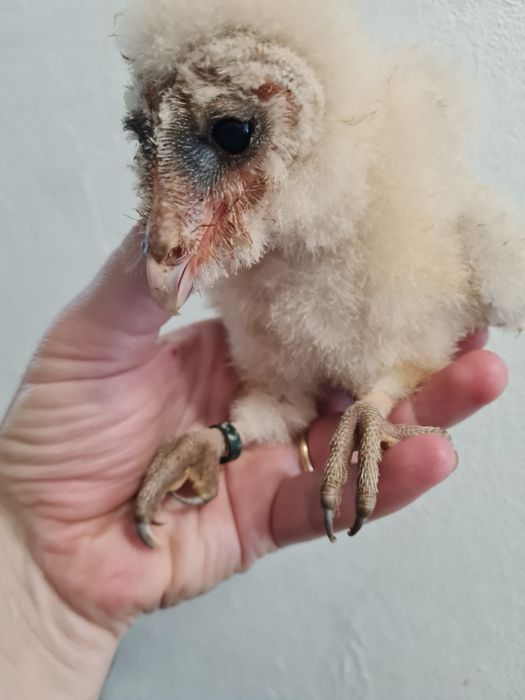 Aves bebés tytos