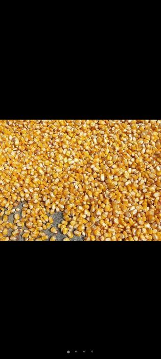 Кукурудза кукуруза