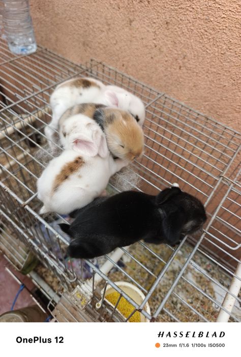 Coelhos anões MiniLoop orelhudos