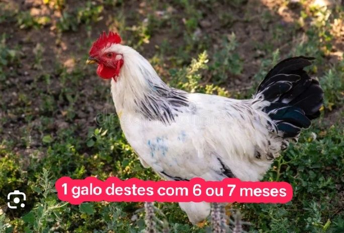 Galinhas boas tudo junto