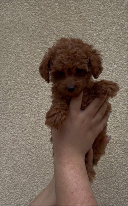 Хлопчик Той Пудель Ред Браун Київ
