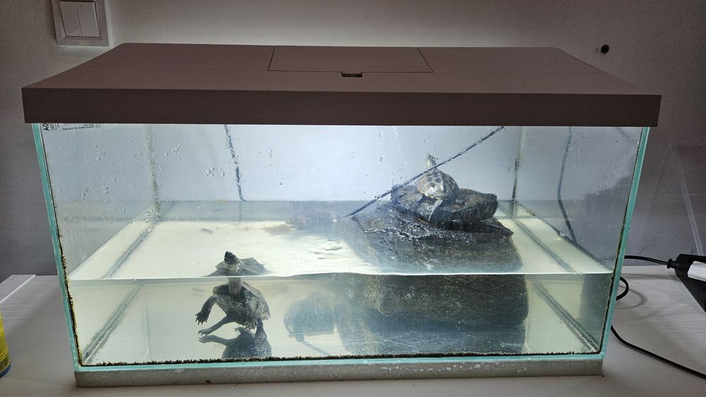 Żółwie Chińskie  wodne