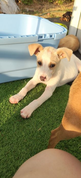 Camões para adoção