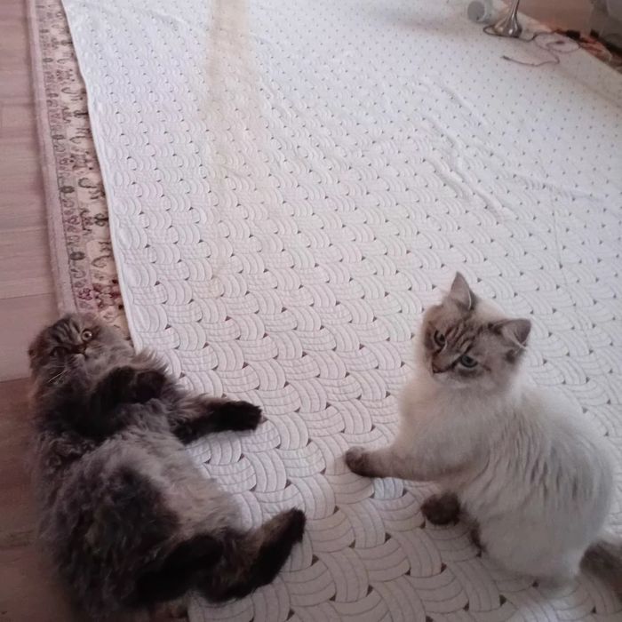 Котик шотландський Skotish