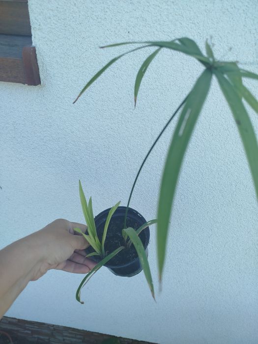 Papirus cyperus talerzowy