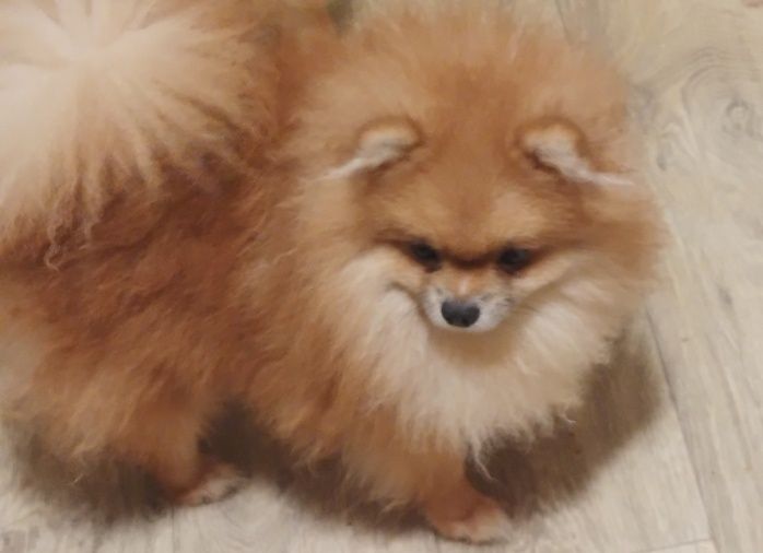 Мальчишка шпицуля померашечка