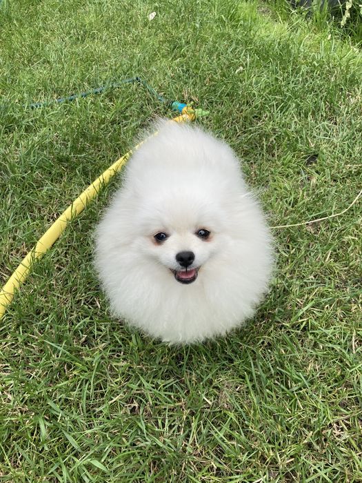 Супер померанчик!!! Киевлянин