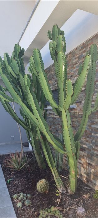 Vendo 3 Cactos/ Catos grandes