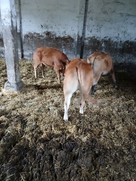 Jałoszki Mięsne Limousine