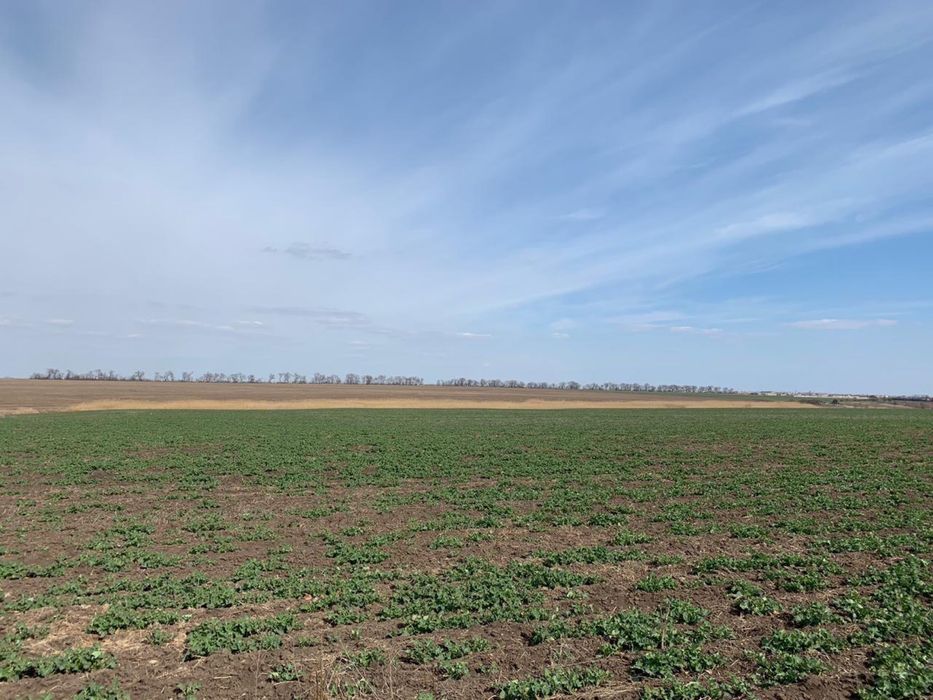 Продам свою земельну ділянку, траса Одеса-Київ