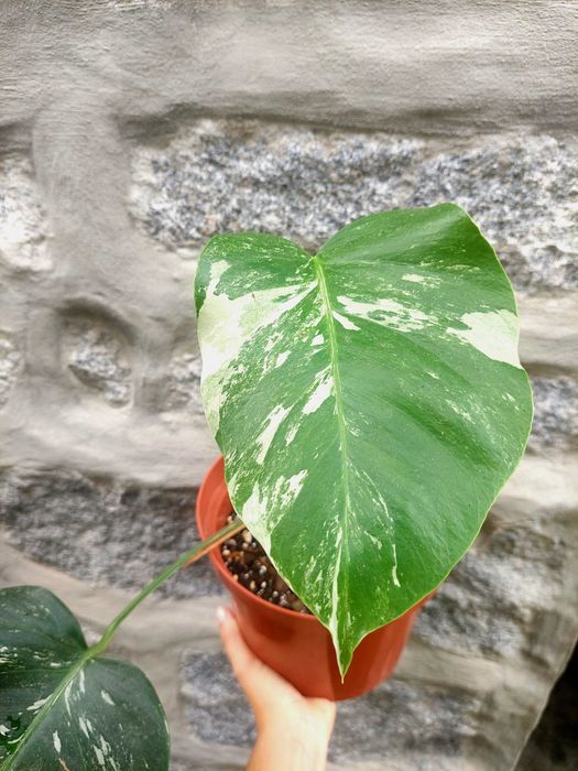 Planta Monstera albo variegata