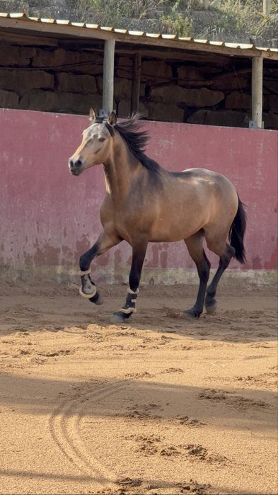 Beautiful  Horse Lusitano