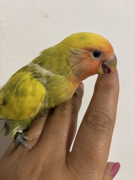 Agaponi domesticado