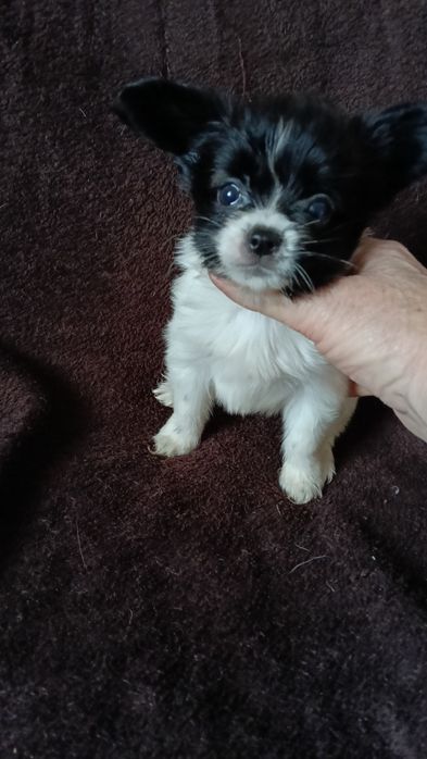 Мальчик папильон.