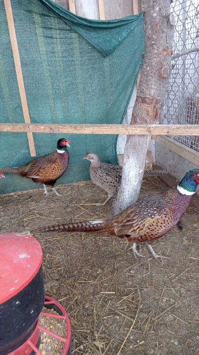 bażant łowny-młode