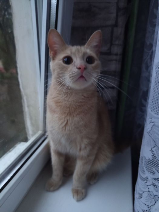Перетримка котиків