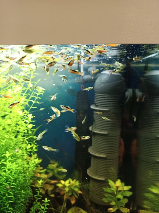 Ryby akwariowe, gupik endlera